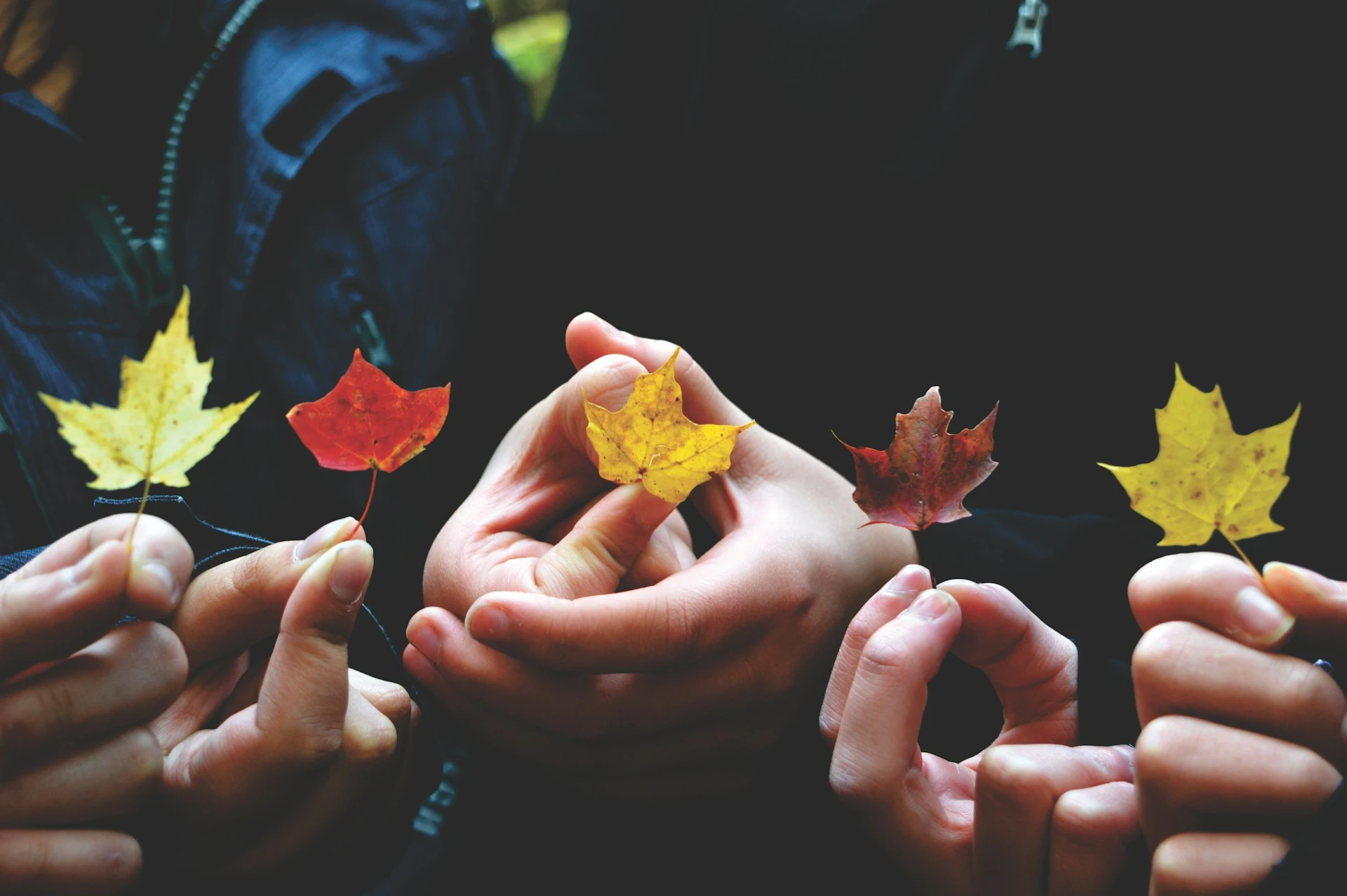 autumn leaves being held by hands