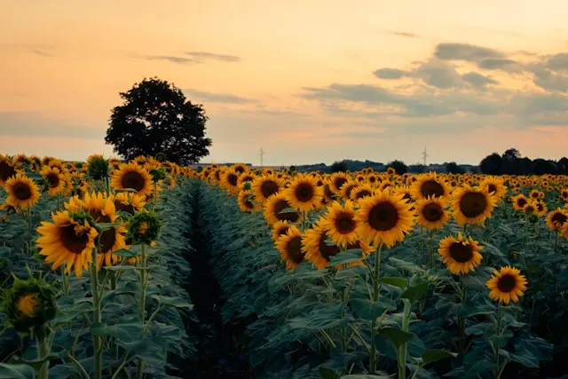 field of sunflowers